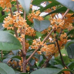 Meet your Posher, Kei